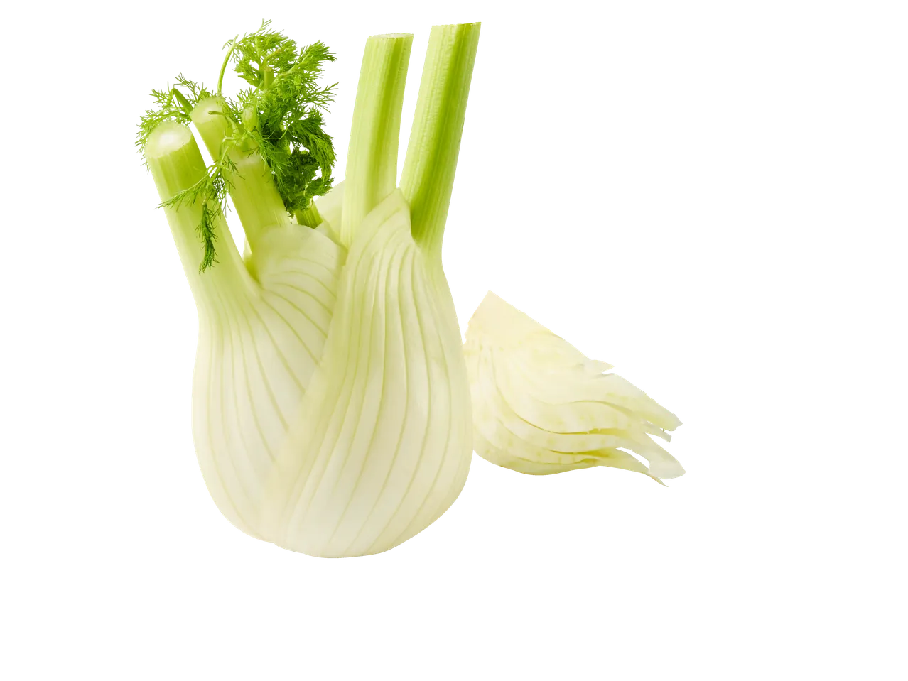 Verse venkelknol met gevederde bladeren, op witte achtergrond.