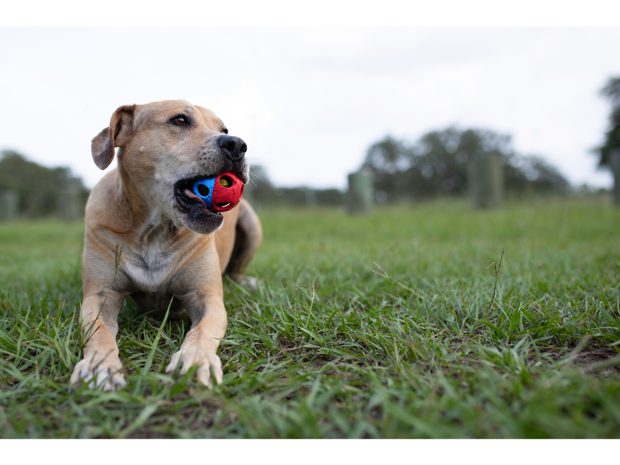 Um cachorro segura uma bola na boca em cima de grama verde.