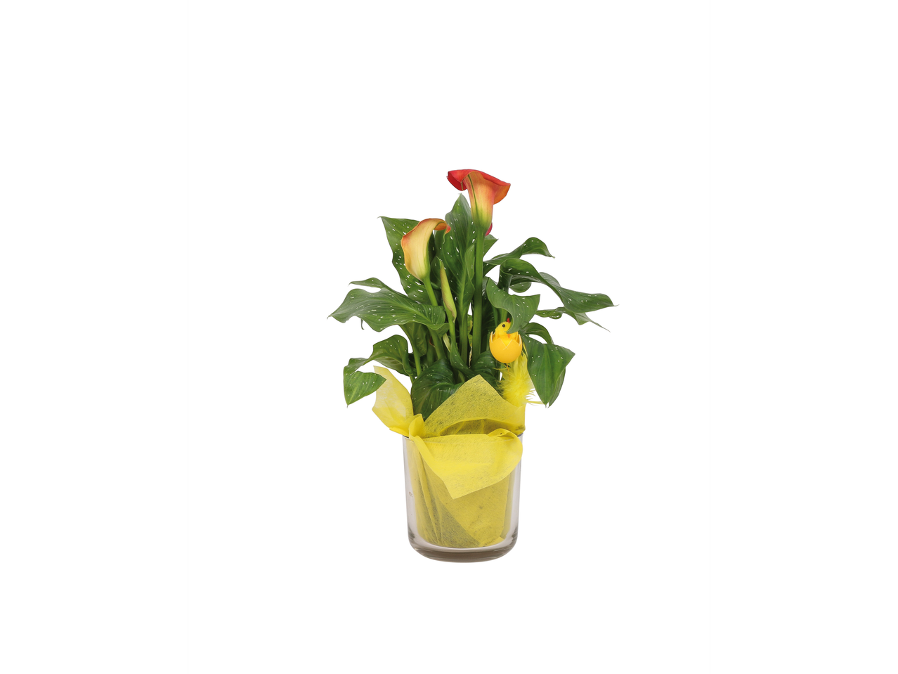 Ghivece cu cala, ambalaj galben, decor pui.