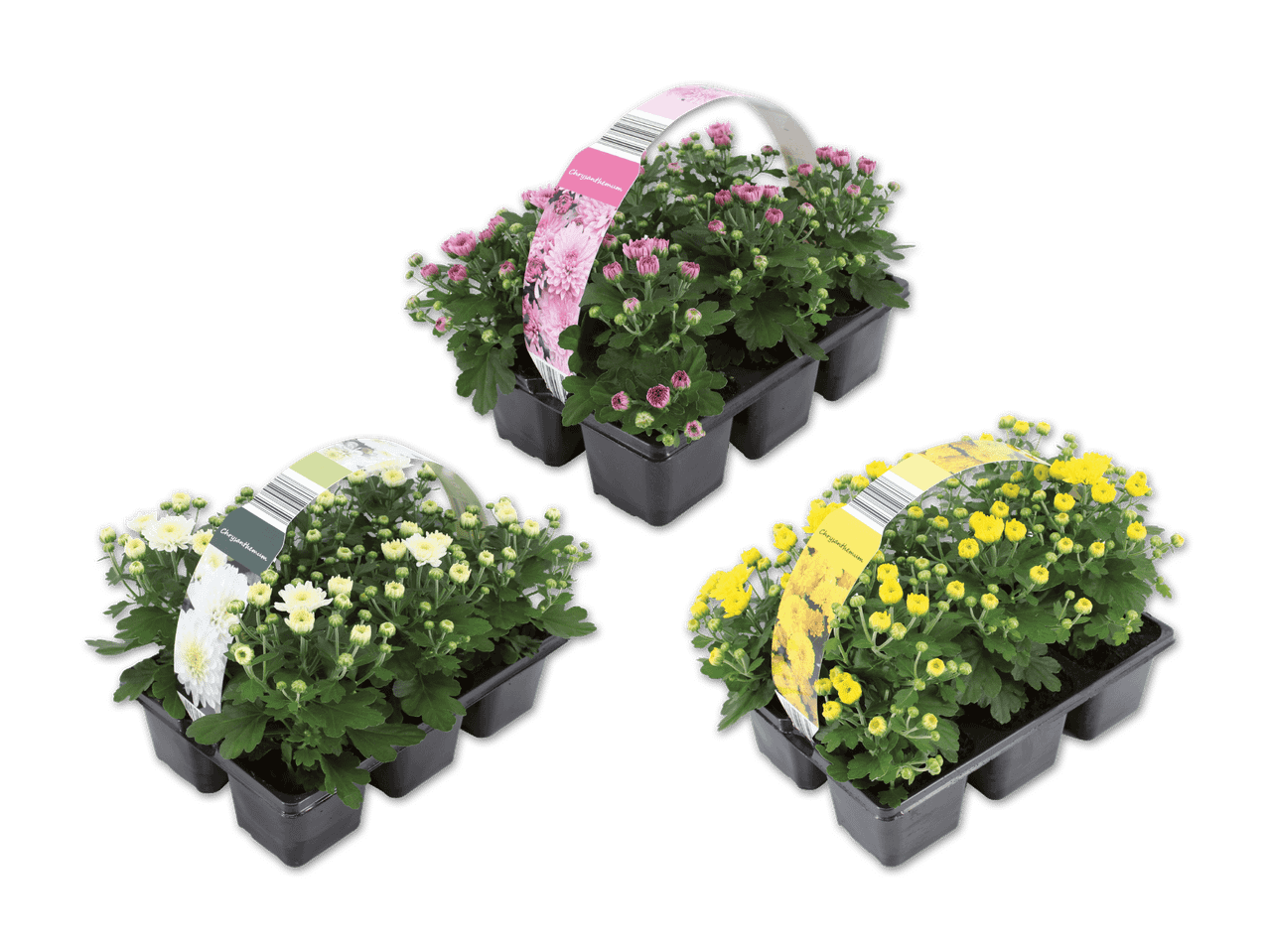 Drei Sets Chrysanthemen in Pink, Weiß und Gelb, jeweils mit Etikett.