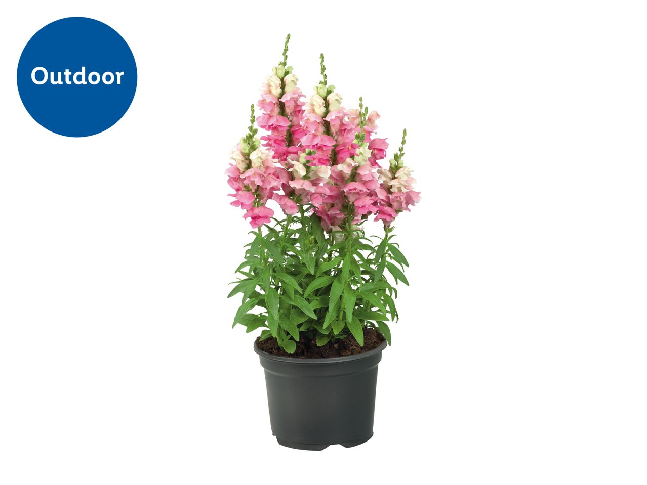 Potted pink and white snapdragon flowers with an 'Outdoor' label.