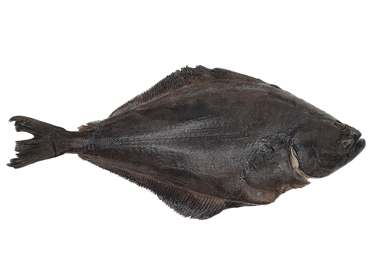 FISHNET juodasis otas (Melnais paltuss) juodame fone.