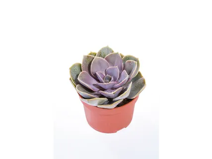Vetplantenmix
