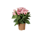Uma planta em vaso com flores de Lisianthus rosa claro.