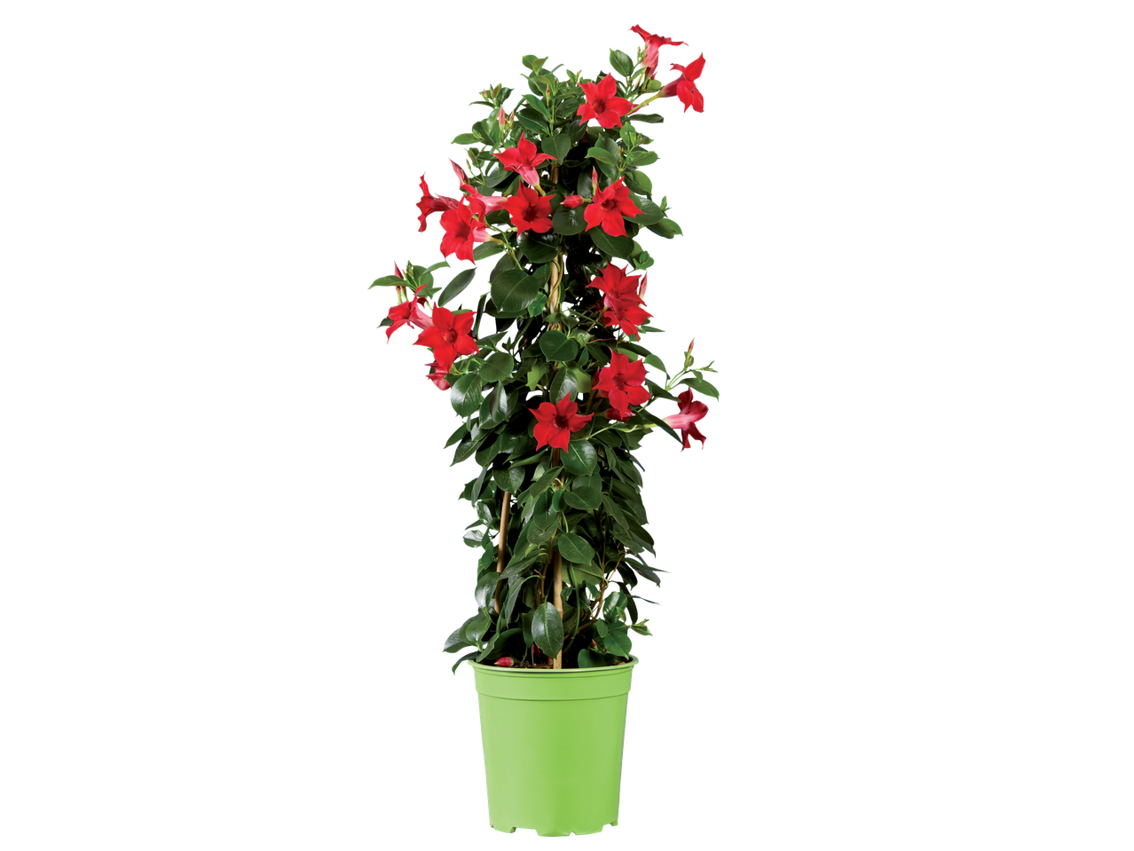 Rode Dipladenia in een groene pot.