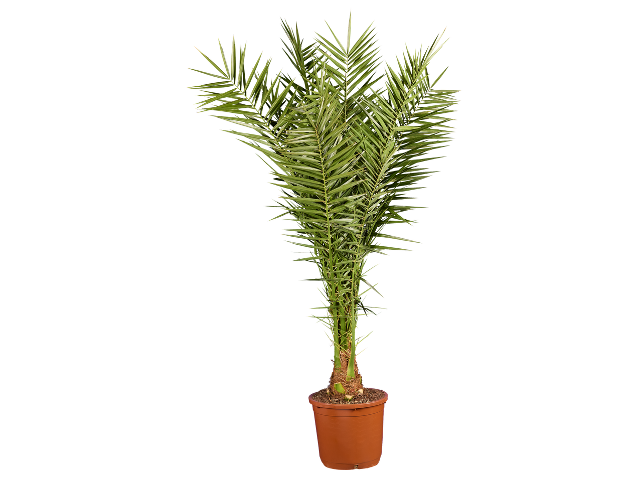 Een hoge palm in een bruine pot tegen een zwarte achtergrond.