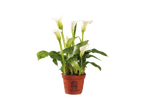 Potted white calla lilies with green leaves, featuring a brown pot with certification details.