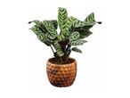 Calathea plant in a pineapple-patterned pot.