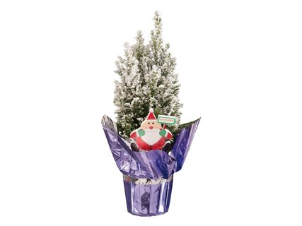 Karácsonyi örökzöldek*