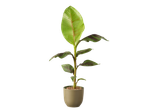 Potbanaanplant met groene en roodachtige bladeren tegen een zwarte achtergrond.