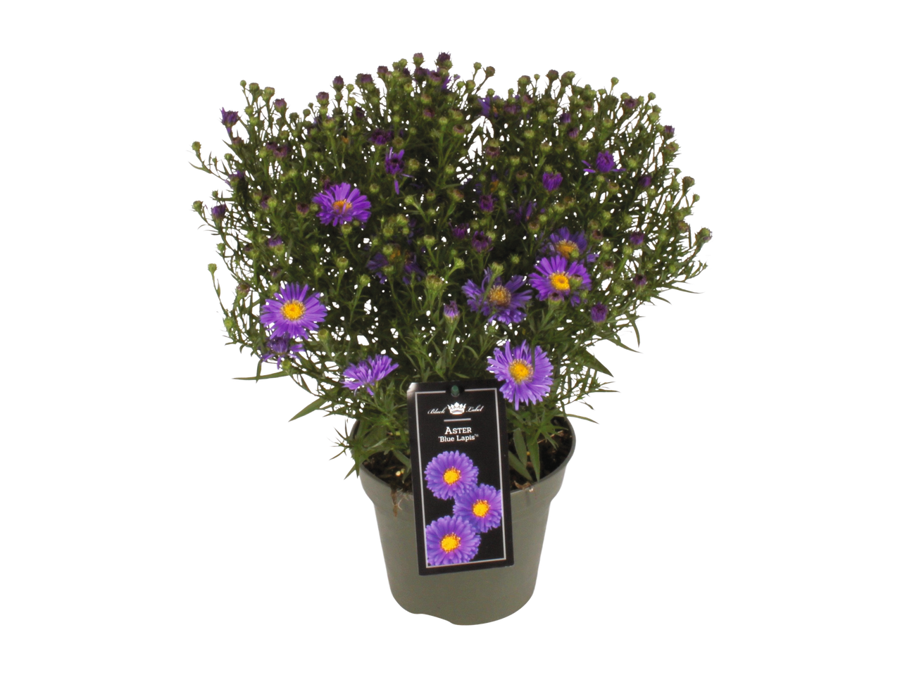 A potted Black Label Aster 'Blue Lapis' plant with vibrant purple flowers.