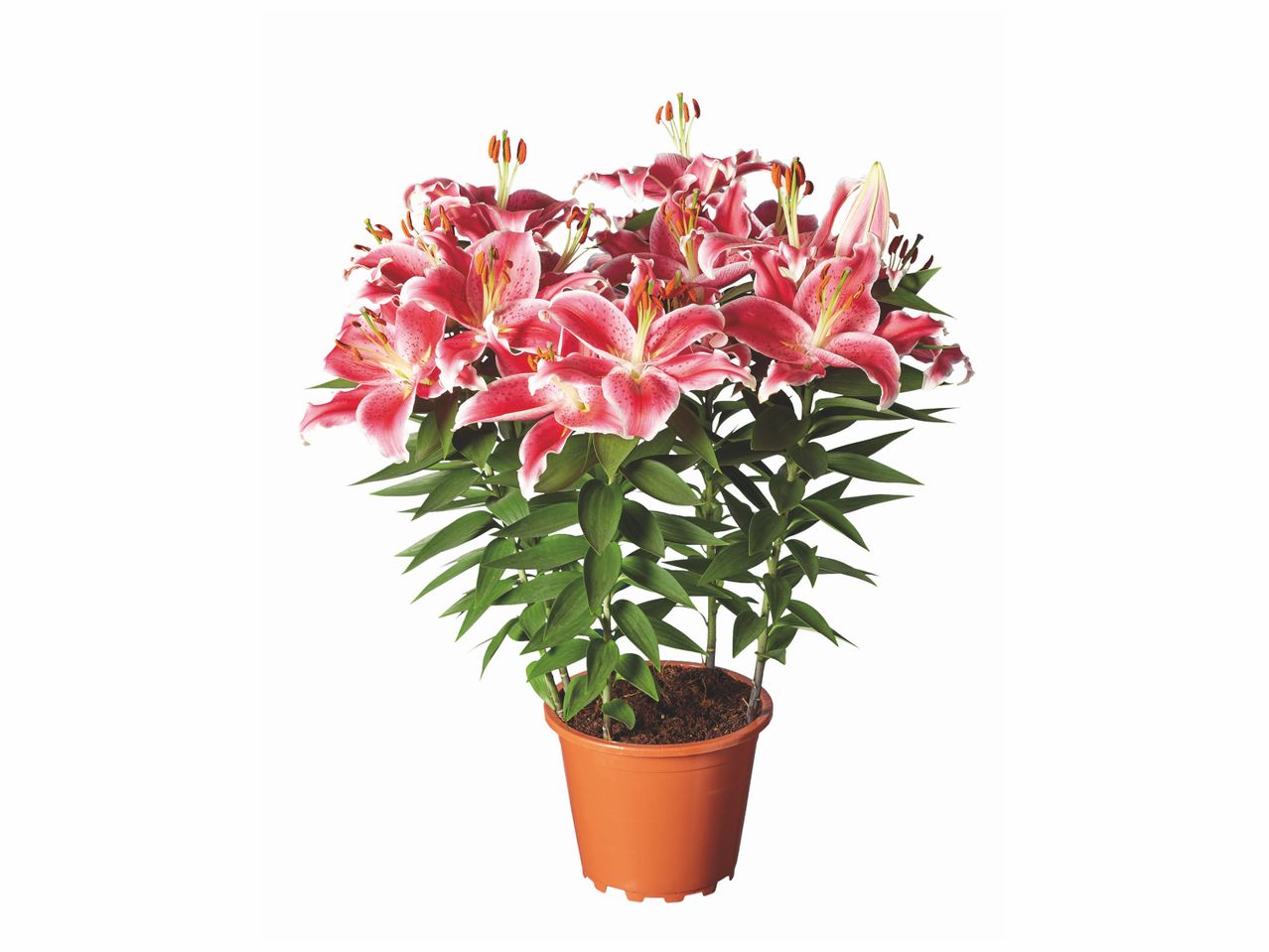 Lys roses et blancs en pot.