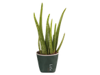Aloe vera plant in a decorative pot, labeled "Life".