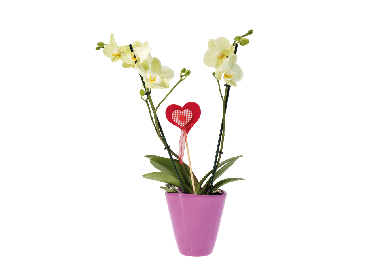 Orquídea em vaso roxo com decoração de coração vermelho