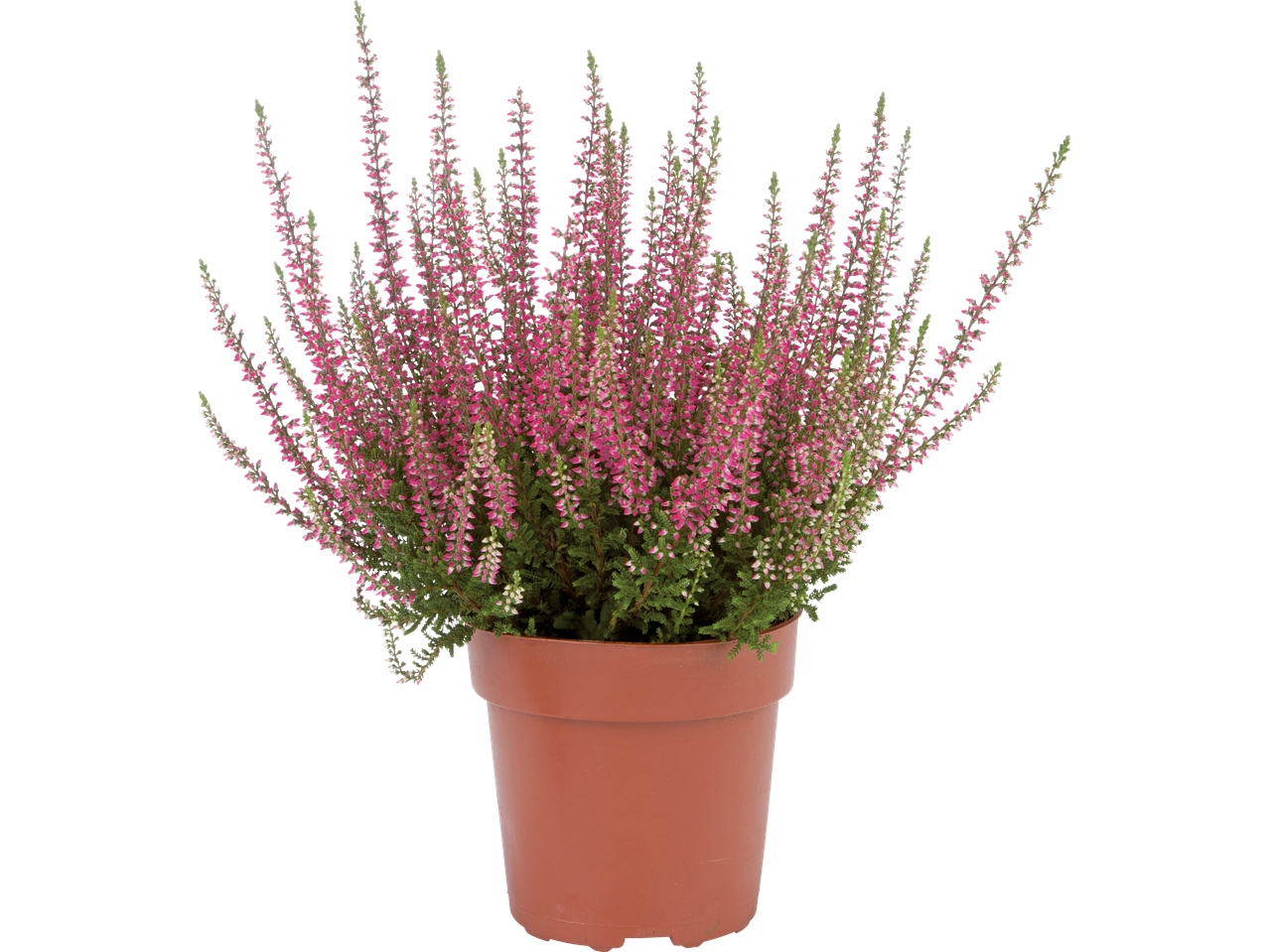 En kruka med rosa ljungblommor.