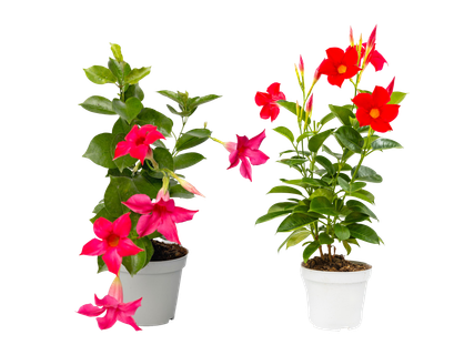 Dipladenia