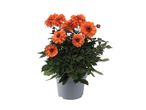 En potteplante med orange dahliaer og mørkegrønne blade i en grå potte.