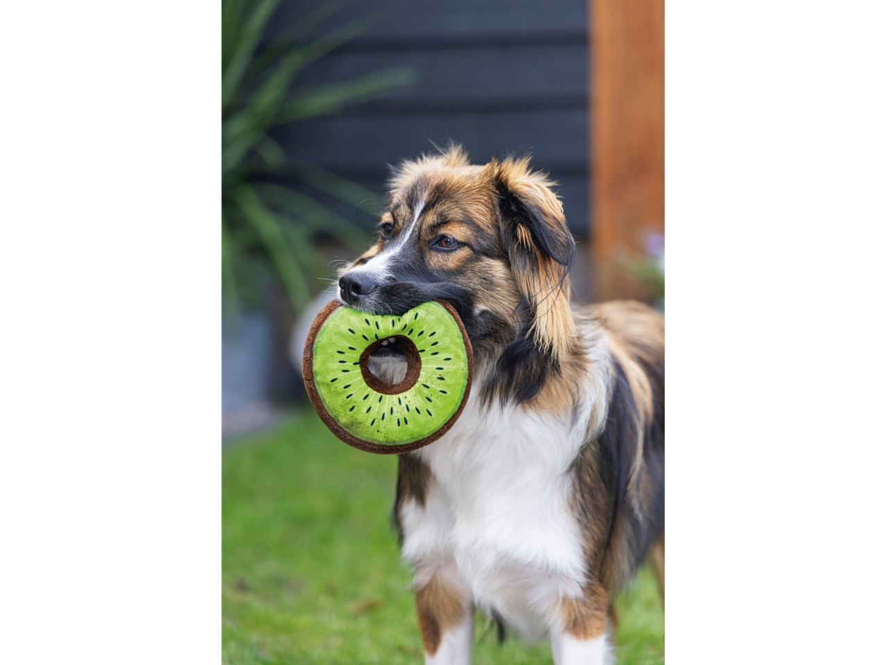 An adorable fluffy dog gently holds a kiwi-shaped dog toy in its mouth.