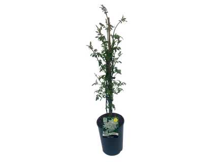 bauhaus planter BEST SELLER! Bogolan Bauhaus TWIST planters Kahlo Blue
