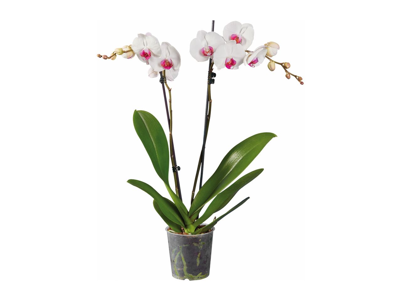 Two-stem white Phalaenopsis orchid in a pot.