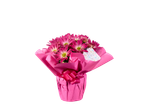 Planta de crisântemo rosa em um vaso rosa, embalada para presente com uma fita rosa.
