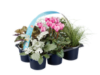 Grandiol herfstplantenmix met roze cyclamen en zilverkleurig blad.
