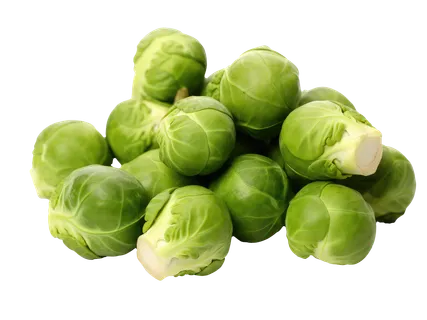 Spruiten XXL