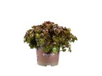 Dura plant in pot.