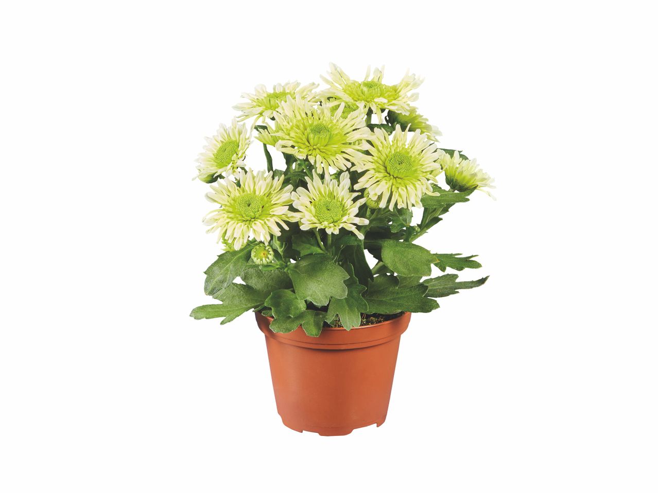 Chrysanthème vert pâle en pot.