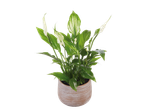 O plantă Spathiphyllum frumoasă într-un ghiveci bej.