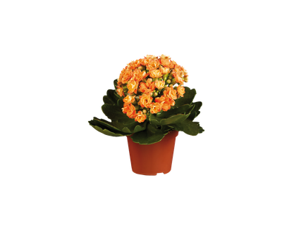 Kalanchoe mini