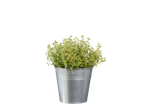 Plante de thym dans un pot en métal.