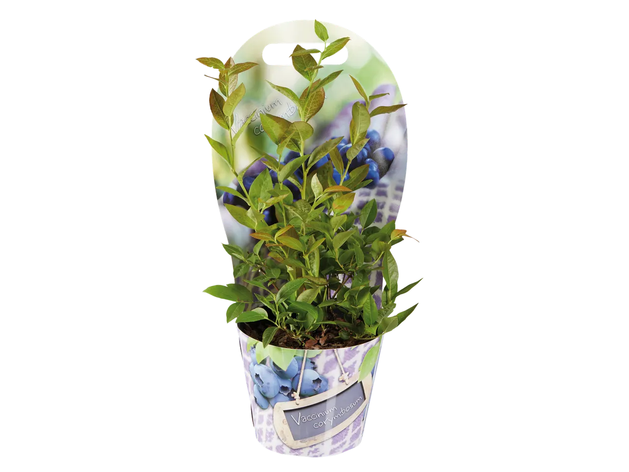Blueberry plant in pot met label.