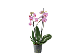 Orquídea rosa em vaso, planta de interior.