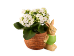 Plantă Kalanchoe cu flori albe într-un ghiveci în formă de iepuraș.