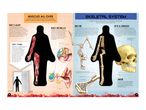 An educational infographic about muscles and the skeletal system, detailing hiccups, bone types, and skull anatomy.