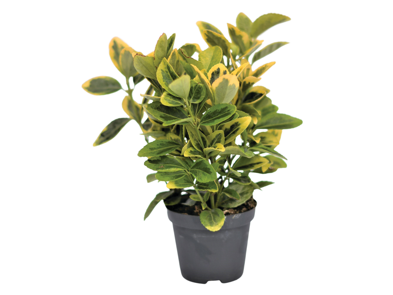 Potted variegated plant with green and yellow leaves on a black background.