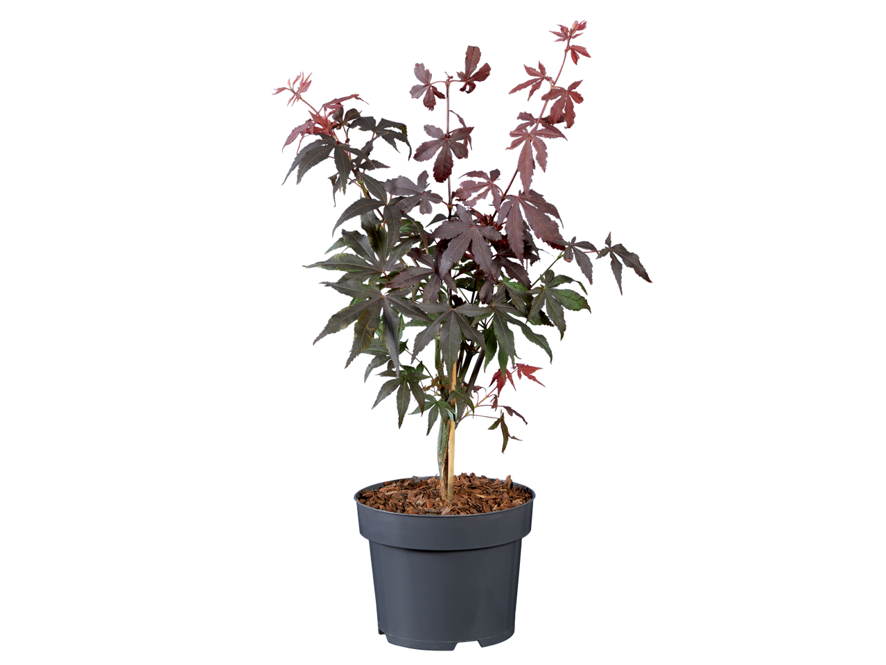 Japanse esdoorn in pot, roodbruine bladeren.