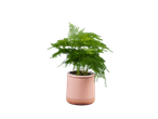 Planta de aspargo em um vaso rosa.