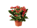 Kalanchoe plant in a pot with red flowers.