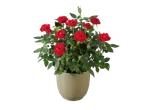 Red roses in a pot: a flowering plant with deep red roses.