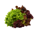 Mix van groene en rode sla.