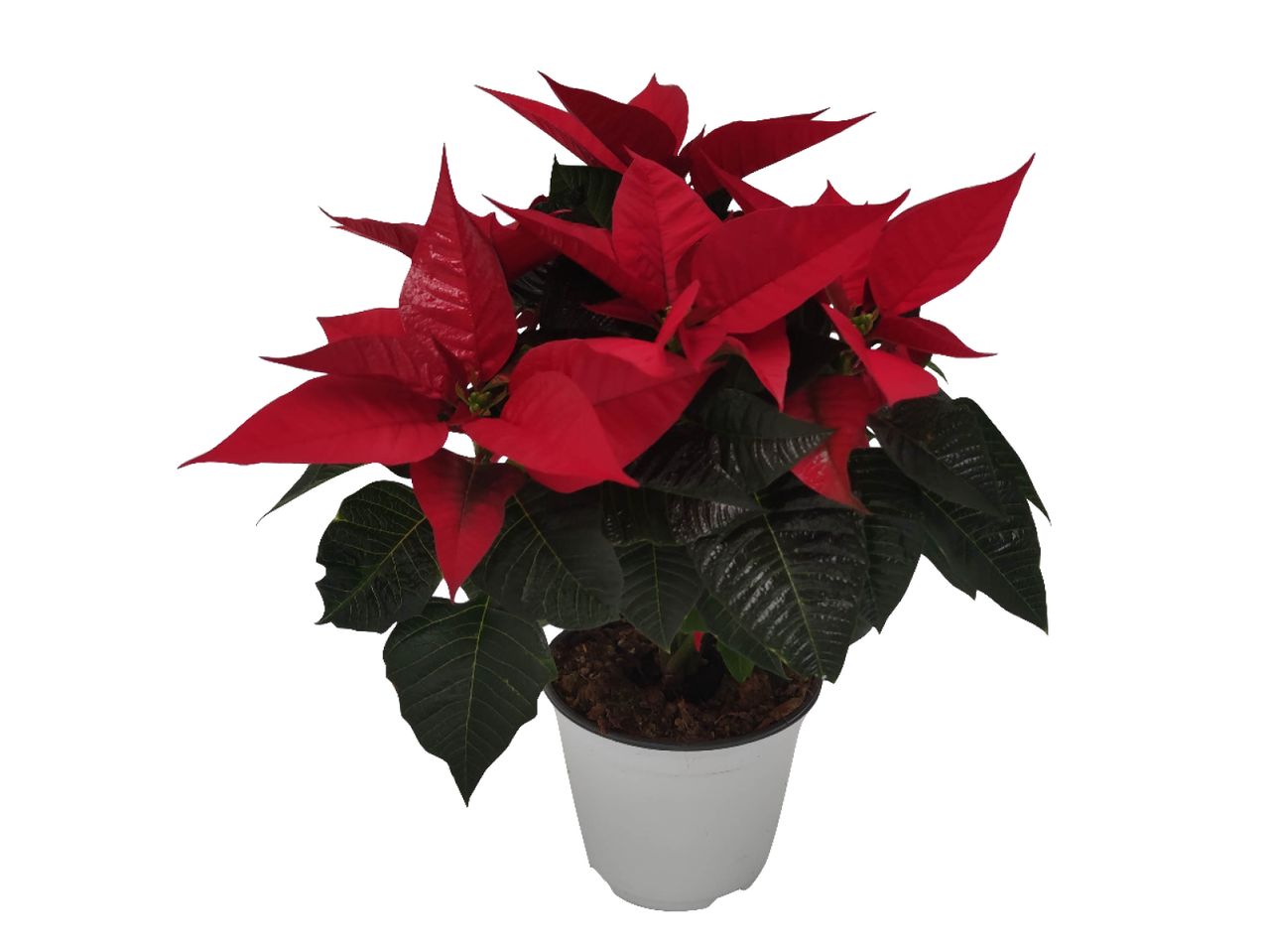 Go to full screen view: Poinsettia - Image 1