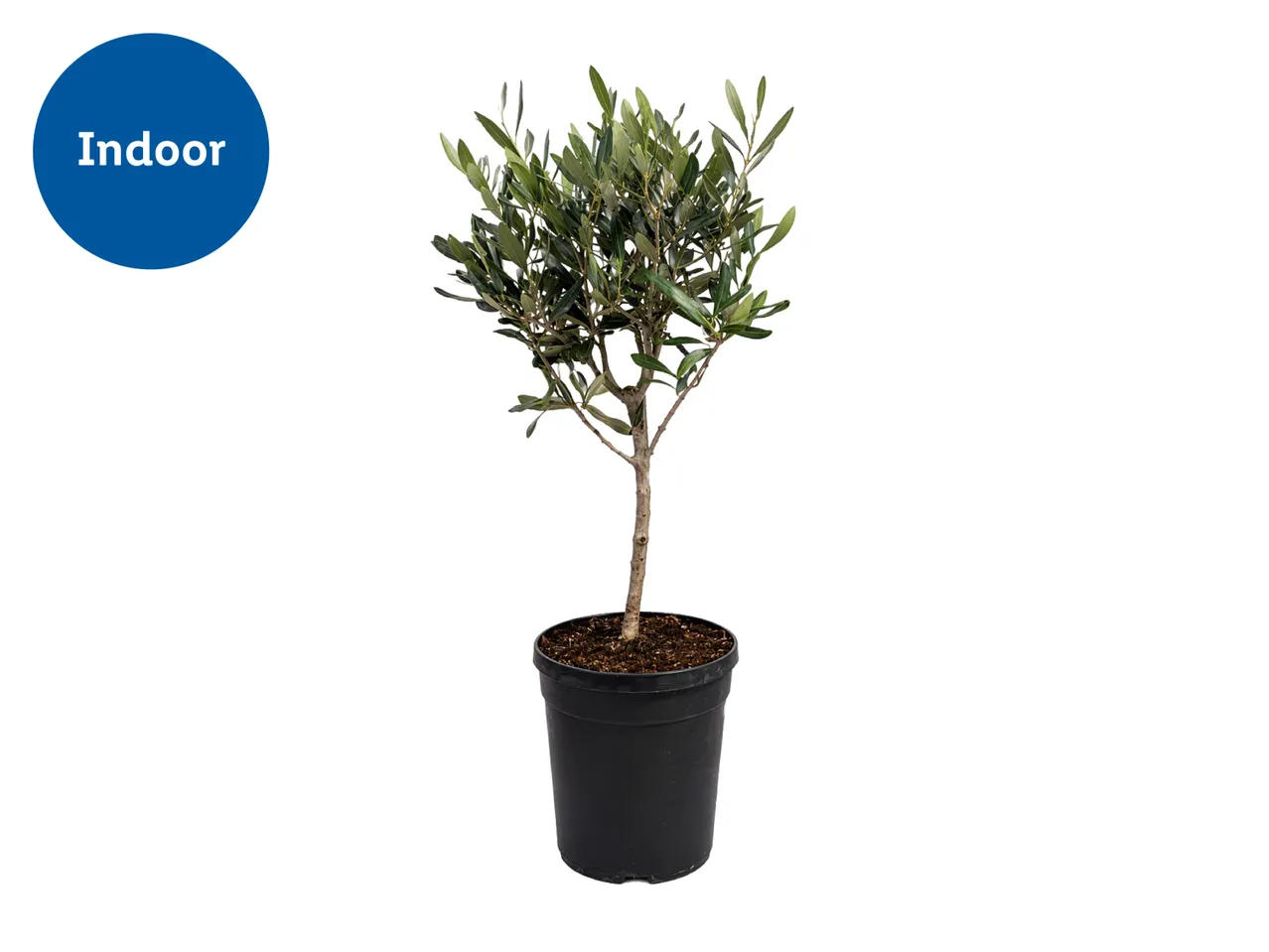 Potted indoor olive tree with green leaves.