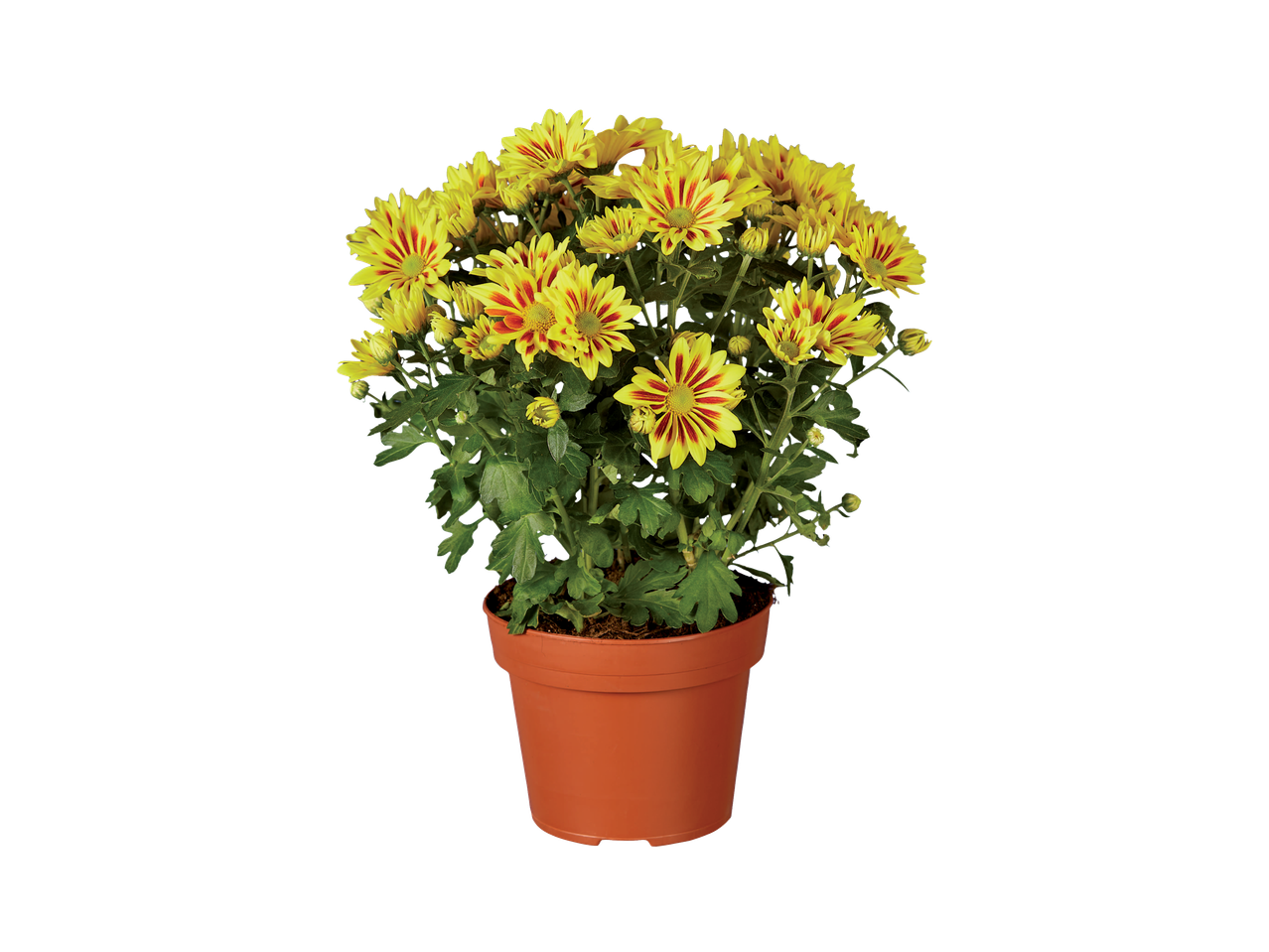 Pot met gele en rode chrysanten.