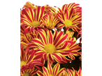 Chrysanthèmes rouges et jaunes rayés.