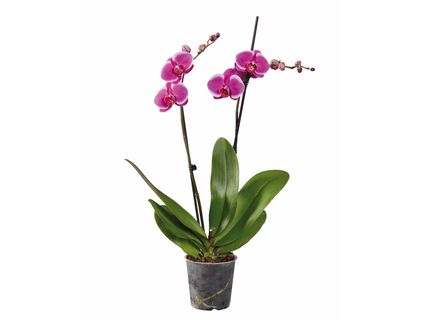Pillangóorchidea*