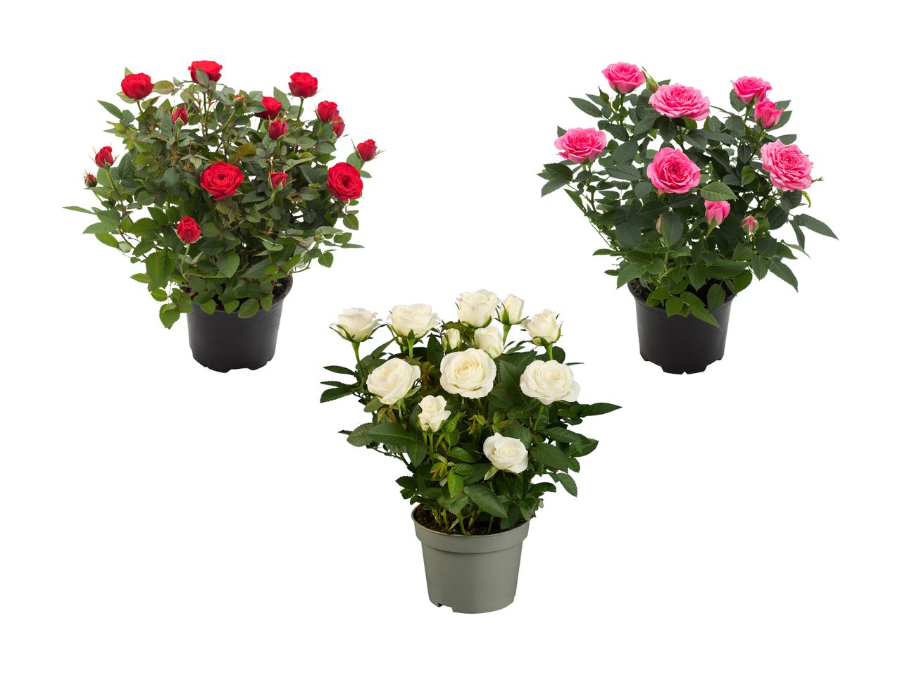 Tre potteplanter med roser i rød, pink og hvid.