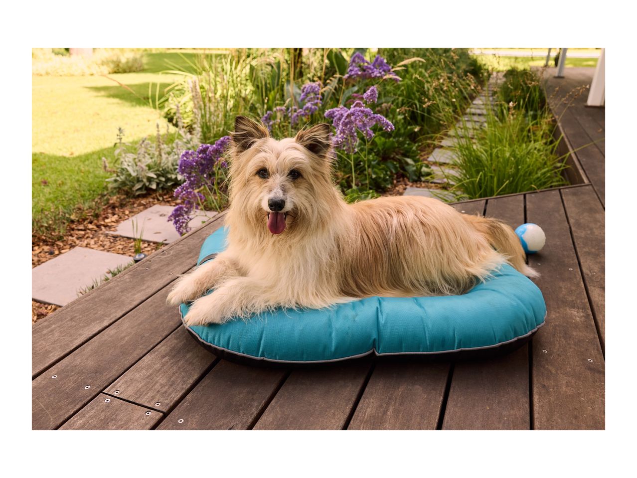 A fluffy dog rests on a blue dog bed on a wooden deck, surrounded by garden plants.