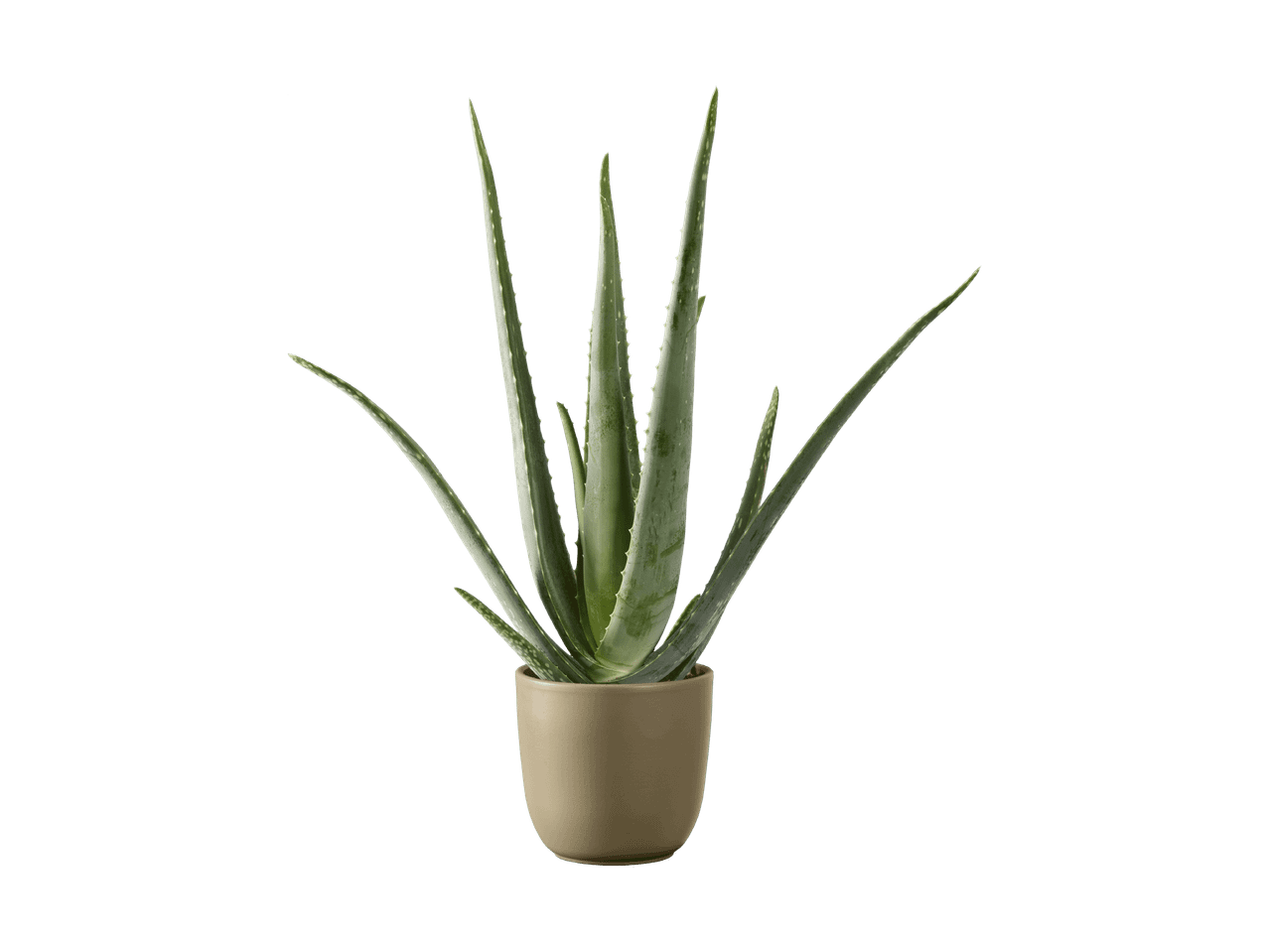Aloe Vera Pflanze in einem beigefarbenen Topf auf schwarzem Hintergrund.